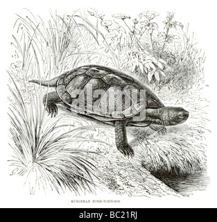 Europeo di tartaruga di stagno Foto Stock