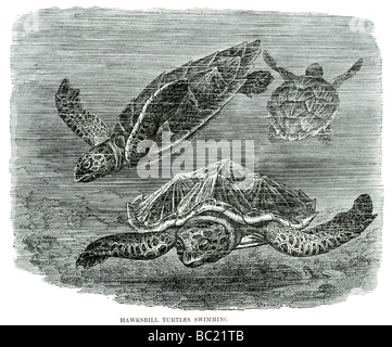 Hawksbill tartarughe nuoto Foto Stock