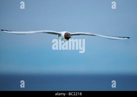 Grande nero-backed gull Larus marinus Foto Stock