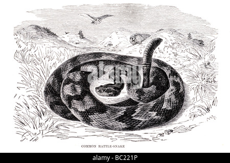 Comune di serpente di battito Foto Stock