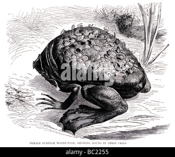 Femmina acqua surinam toad che mostra i giovani nelle loro celle Foto Stock
