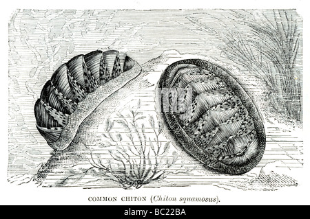 Comune chiton chiton squamosus Foto Stock