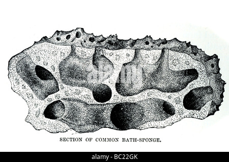 La sezione di comune spugna da bagno Foto Stock