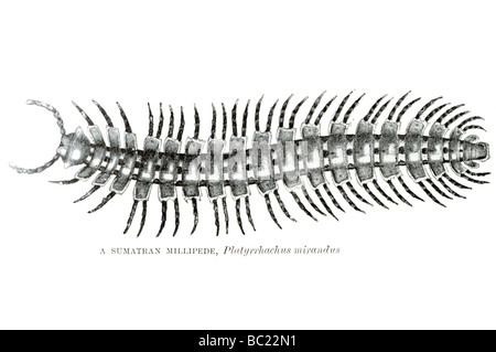 Un sumartran millepiedi platyrrhachus mirandus Foto Stock