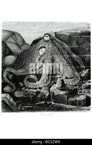 octopus vulgaris Foto Stock