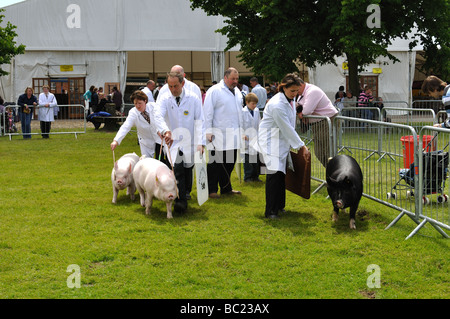 I suini durante il giudicare in tre contee Show, Great Malvern, Regno Unito Foto Stock