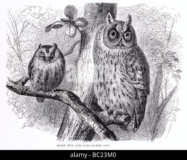 Scopa owl e long eared owl Foto Stock