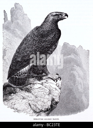 Immaturo golden eagle Foto Stock