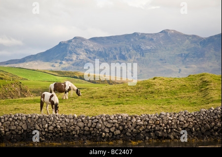 Irish cavalli al pascolo sulle colline della Baia di Clew vicino Kilmeena County Mayo Irlanda al tramonto con parte di Croagh Patrick visibile Foto Stock