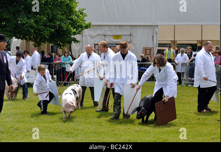 I suini durante il giudicare in tre contee Show, Great Malvern, Regno Unito Foto Stock