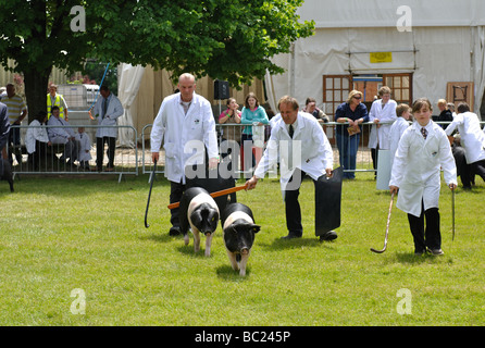 I suini durante il giudicare in tre contee Show, Great Malvern, Regno Unito Foto Stock