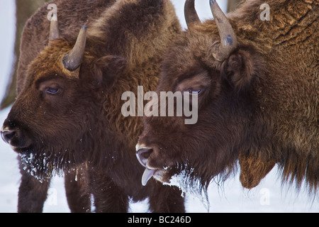 Il bisonte europeo Bison bonasus Foto Stock