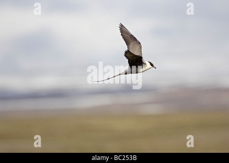 Long-tailed Skua in volo Foto Stock