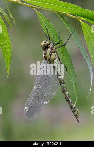 Southern hawker dragonfly - Aeshna cyanea emerse di recente Foto Stock