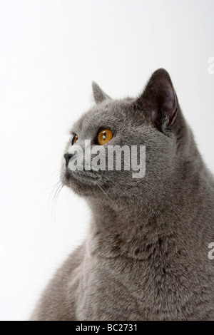 British Shorthair Cat blu tomcat Foto Stock