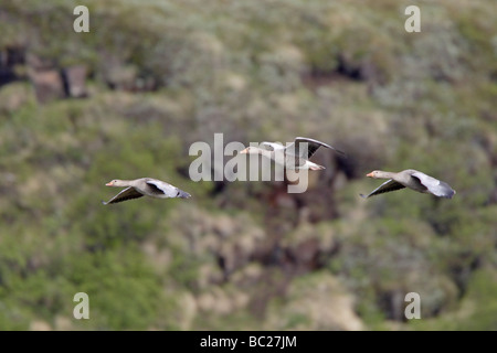 Tre Wild Graylag oche in volo Foto Stock