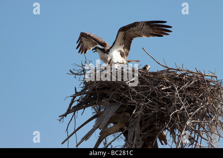 Osprey lasciando nest Foto Stock