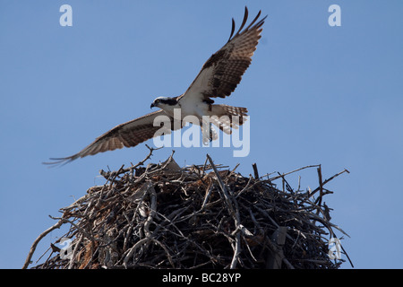 Osprey decollare da nido Foto Stock