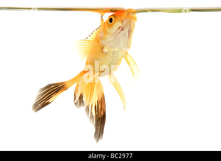 Fiocco goldfish ritaglio ritratto studio Foto Stock