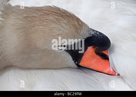 Cigno (Cygnus olor) snoozing, REGNO UNITO Foto Stock