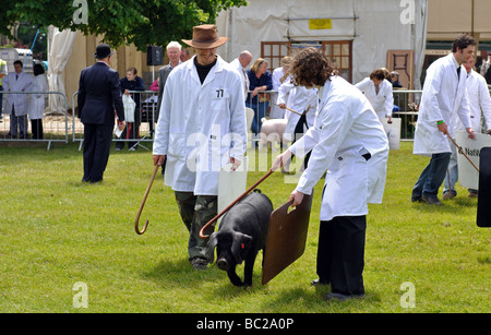 I suini durante il giudicare in tre contee Show, Great Malvern, Regno Unito Foto Stock
