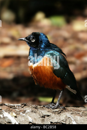 Superba Starling, Lamprotornis superbus (precedentemente Spreo superbus), Sturnidae, Passeriformes, Africa orientale Foto Stock