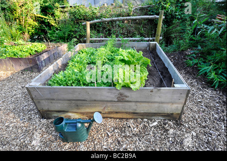 Sollevate i letti pieni di cresciuto in casa organici di foglie di insalata e verdure, Devon, Regno Unito Foto Stock