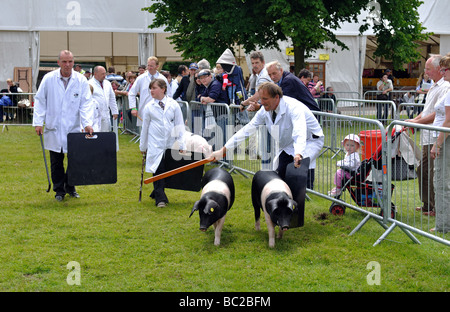 I suini durante il giudicare in tre contee Show, Great Malvern, Regno Unito Foto Stock