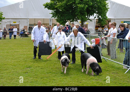 I suini durante il giudicare in tre contee Show, Great Malvern, Regno Unito Foto Stock