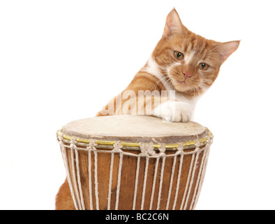 Lo zenzero cat giocando bongos ritratto in studio Foto Stock