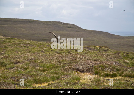 dh GRANDE SKUA UK Stercorarius skua attacco predatore presidiante nido sito skuas uccello orkney attacco Foto Stock