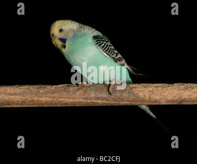 Budgerigar Melopsittacus undulatus adulto si appollaia in studio Foto Stock