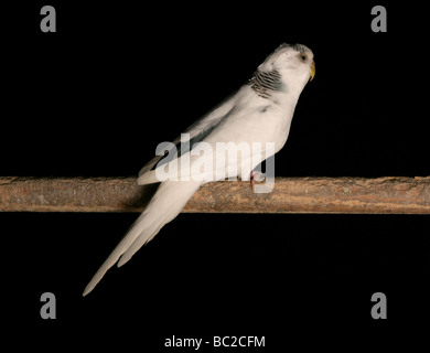 Budgerigar Melopsittacus undulatus adulto si appollaia in studio Foto Stock