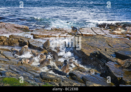 Dh Atlantico guarnizione di tenuta REGNO UNITO Atlantico lanching guarnizioni dal rock entra in acqua North Ronaldsay earless Foto Stock