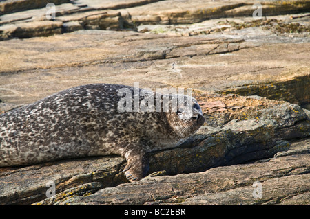 Dh COMUNE DELLA GUARNIZIONE DI TENUTA DEL REGNO UNITO porto comune guarnizione sul rock North Ronaldsay Foto Stock