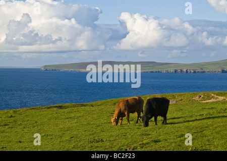 Dh Carni bovine allevamento bovino ORKNEY carne bovina scozzese mucche al pascolo in campo zootecnico campi scozia uk Foto Stock