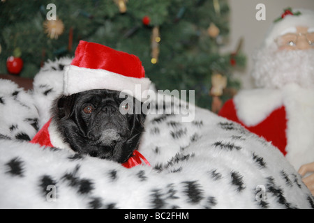 Vista di un Pug Dog indossando un cappello da Babbo Natale Foto Stock