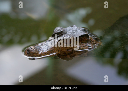 Cuvier del Caimano Nana o muschiato, Caimano Paleosuchus palpebrosus, Alligatoridae. Foto Stock