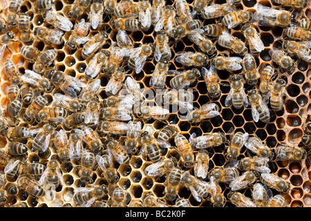 Un alveare a Cockermouth Cumbria Regno Unito che è stato infettato e danneggiato dall'acaro Varoa Foto Stock