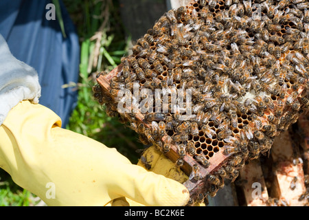 Un alveare a Cockermouth Cumbria Regno Unito che è stato infettato e danneggiato dall'acaro Varoa Foto Stock