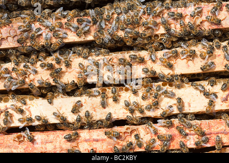 Un alveare a Cockermouth Cumbria Regno Unito che è stato infettato e danneggiato dall'acaro Varoa Foto Stock