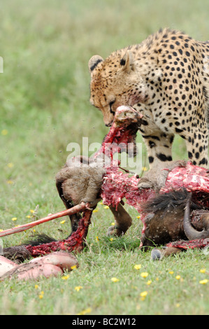 Foto di stock di un ghepardo a GNU carcassa, Ndutu, Tanzania, febbraio 2009. Foto Stock