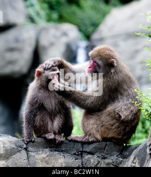 Due giapponesi scimmie neve seduti sulla formazione di roccia toelettatura mentre si tiene la testa di altri Foto Stock