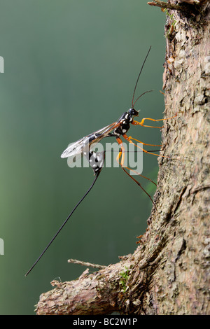 Sabre wasp Rhyssa persuasoria noioso attraverso il legname per raggiungere il legno-wasp larve Foto Stock