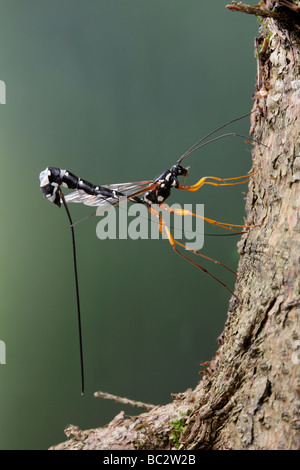 Sabre wasp Rhyssa persuasoria noioso attraverso il legname per raggiungere il legno-wasp larve Foto Stock