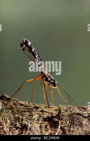 Sabre wasp Rhyssa persuasoria noioso attraverso il legname per raggiungere il legno-wasp larve Foto Stock