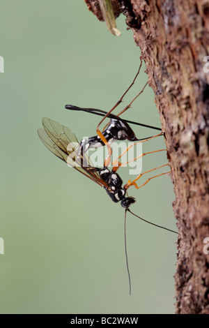 Sabre wasp Rhyssa persuasoria noioso attraverso il legname per raggiungere il legno-wasp larve Foto Stock