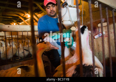 Un uomo di forza-feeds anatre a Hudson Valley Foie Gras in Ferndale, New York. Foto Stock