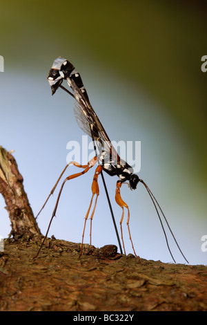 Sabre wasp Rhyssa persuasoria noioso attraverso il legname per raggiungere il legno-wasp larve Foto Stock