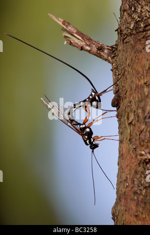 Sabre wasp Rhyssa persuasoria noioso attraverso il legname per raggiungere il legno-wasp larve Foto Stock